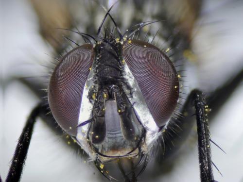 Réf. 188 501 : Eriothrix rufomaculata